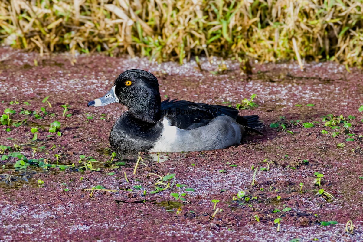 Ring-necked Duck - ML646031427