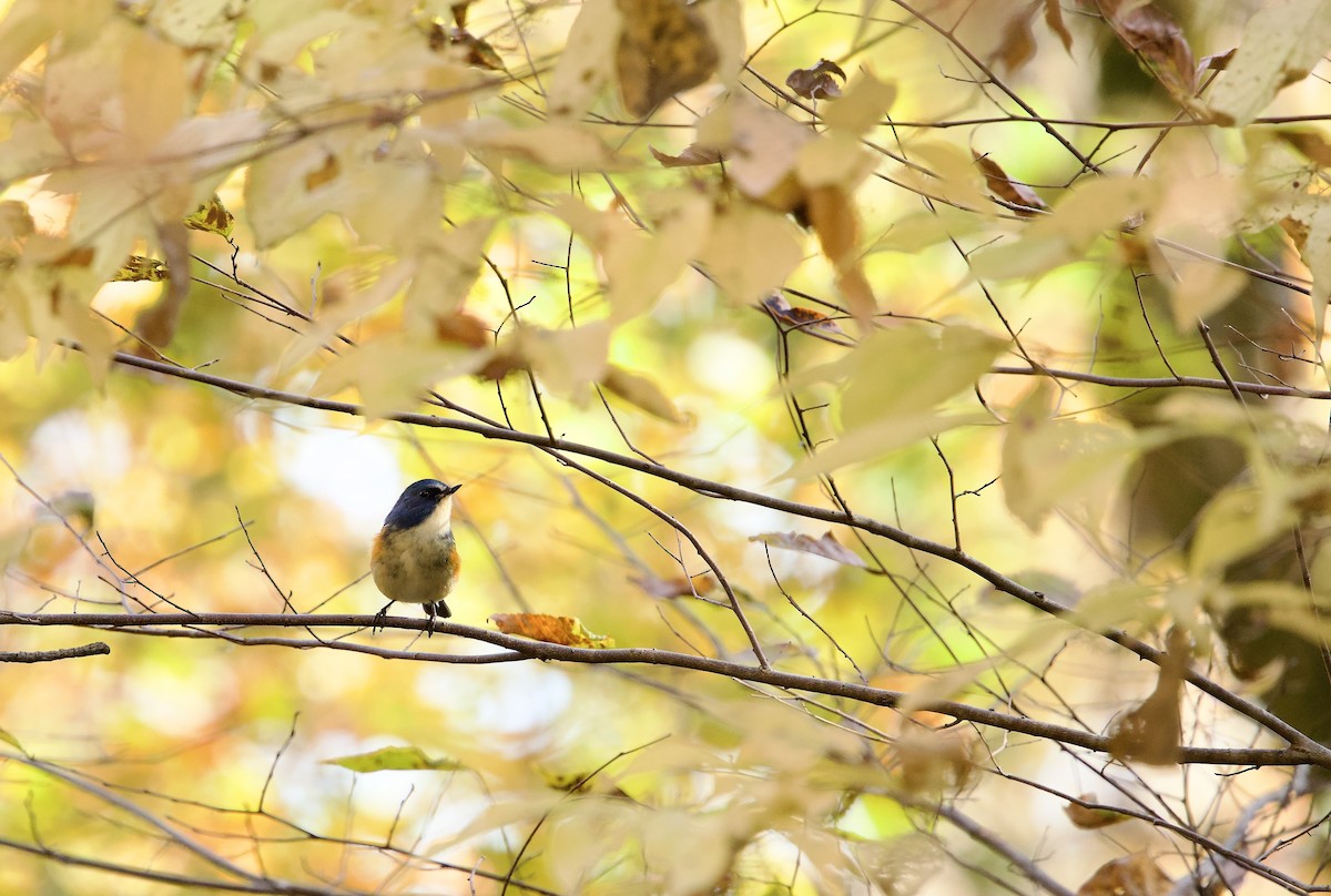 Red-flanked Bluetail - ML646031428