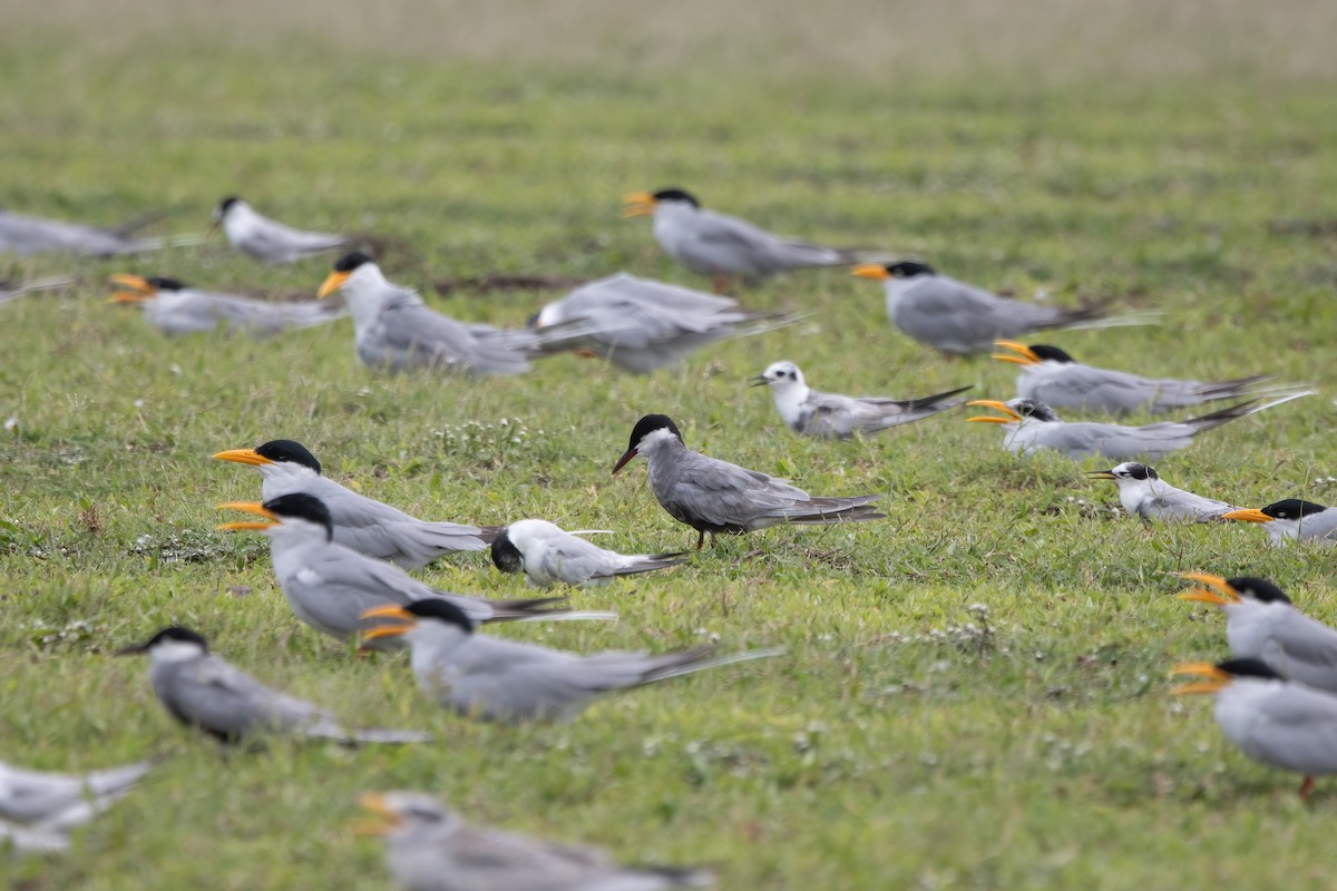 Whiskered Tern - ML646031429
