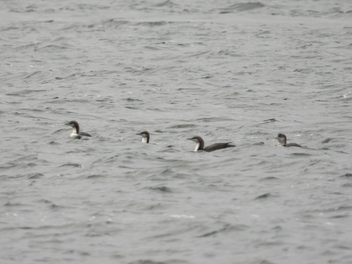 Pacific Loon - ML646031435