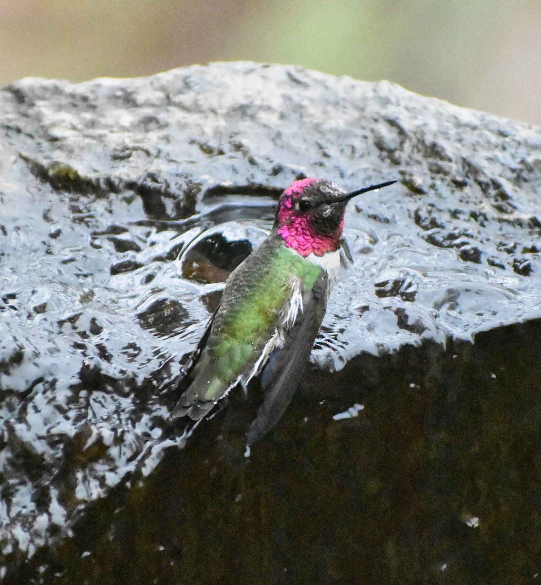 Anna's Hummingbird - ML646031444