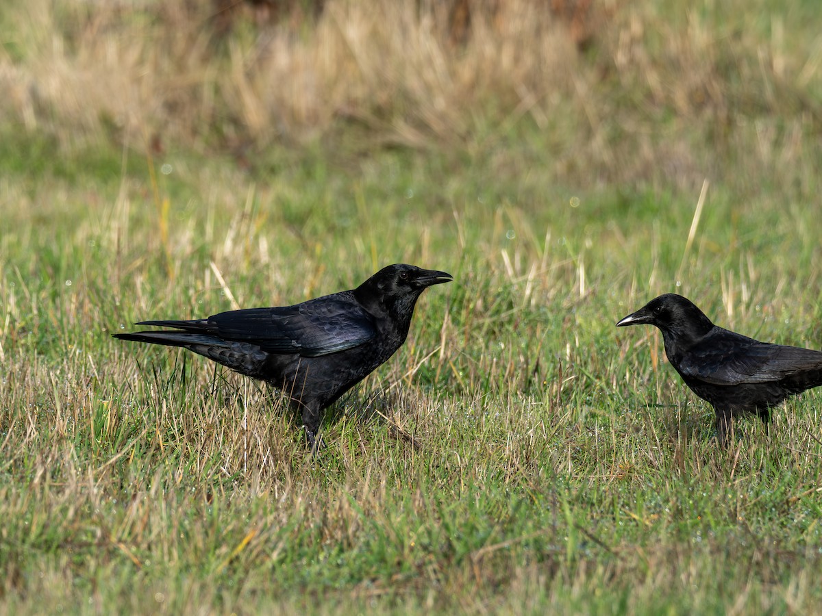 American Crow - ML646031448