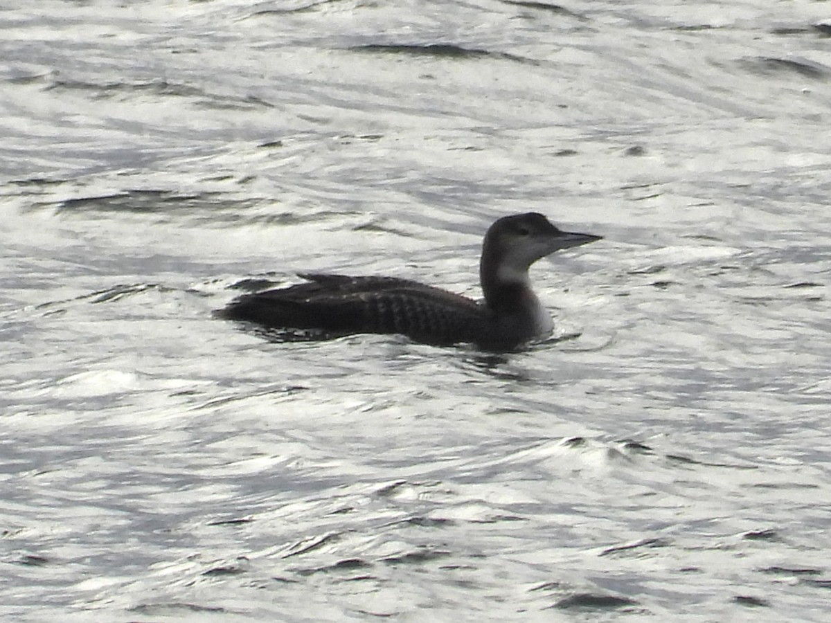 Common Loon - ML646031449