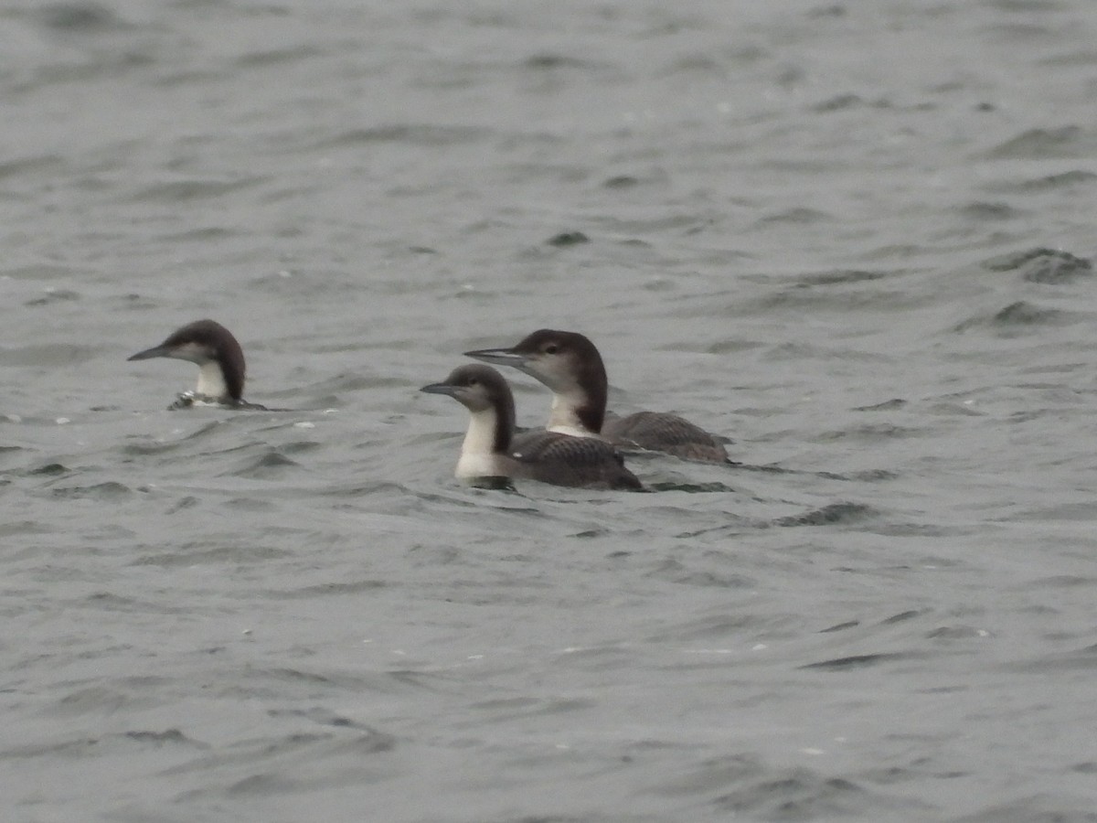 Common Loon - ML646031452