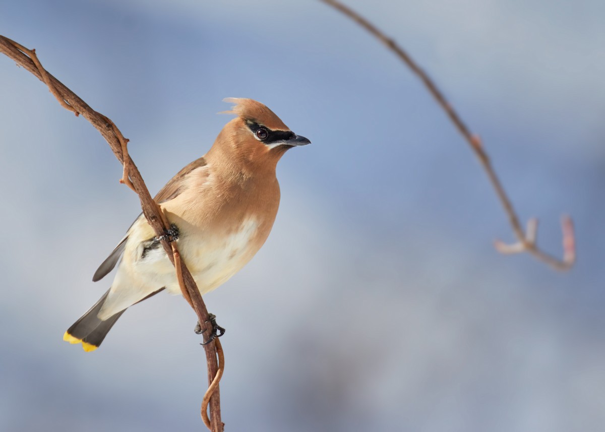 ציצנית אמריקנית - ML646031453