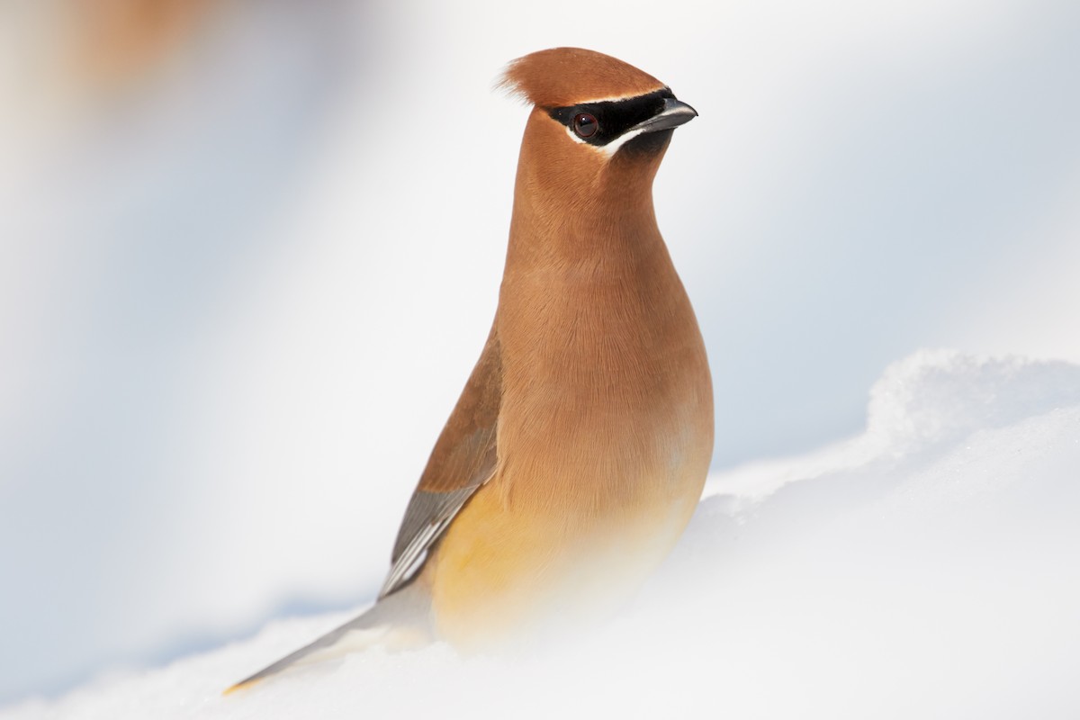ציצנית אמריקנית - ML646031454