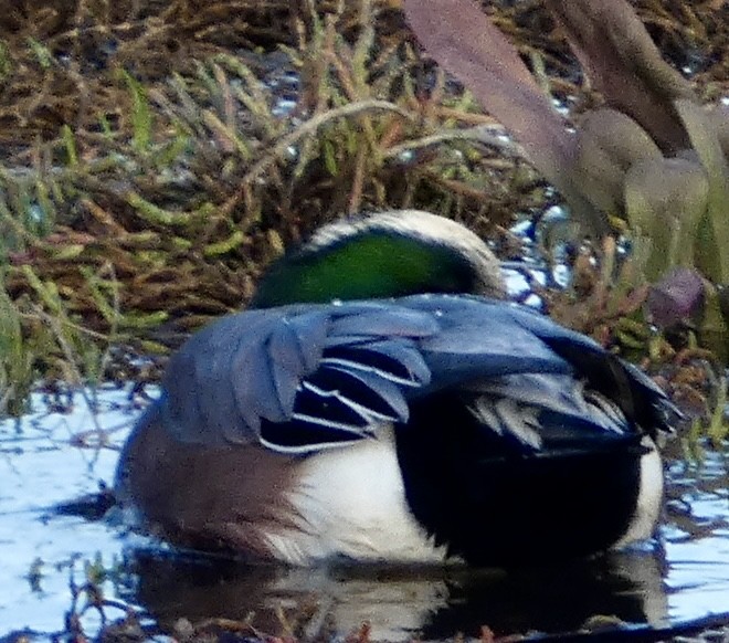 American Wigeon - ML646031459