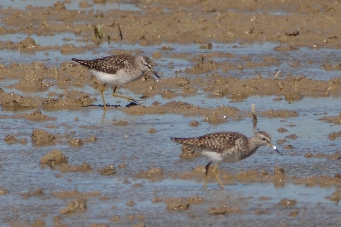 Wood Sandpiper - ML646031460