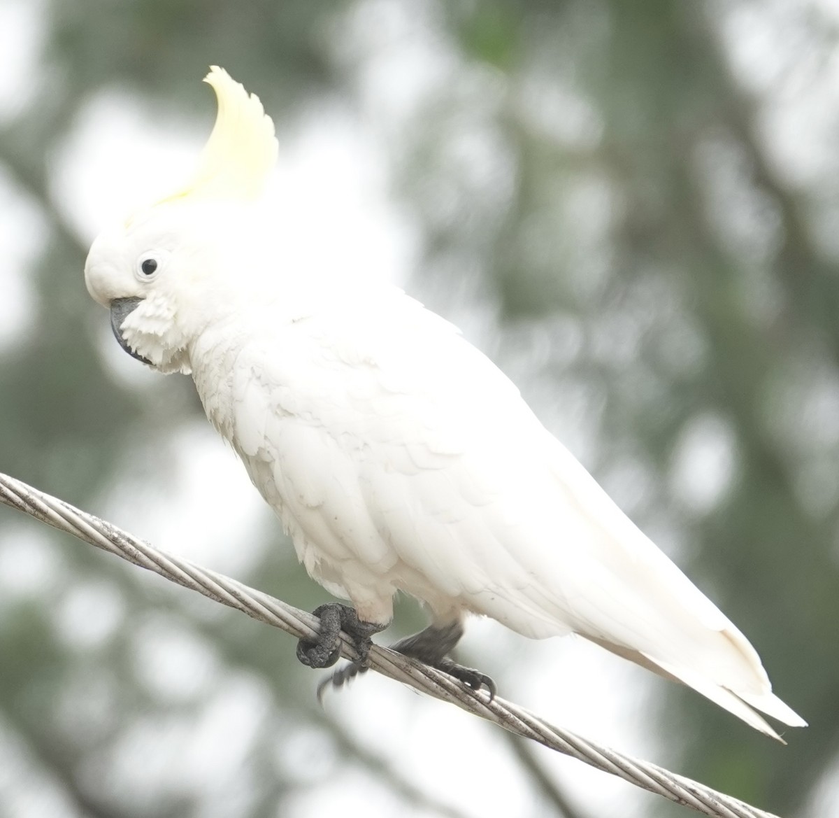 Sulphur-crested Cockatoo - ML646031461