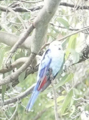 Pale-headed Rosella - ML646031463