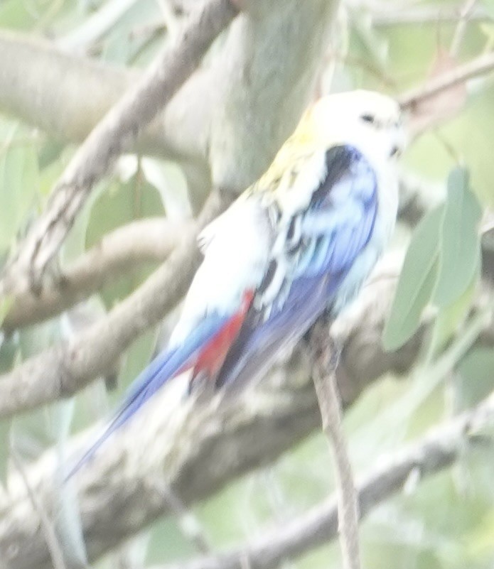 Pale-headed Rosella - ML646031464