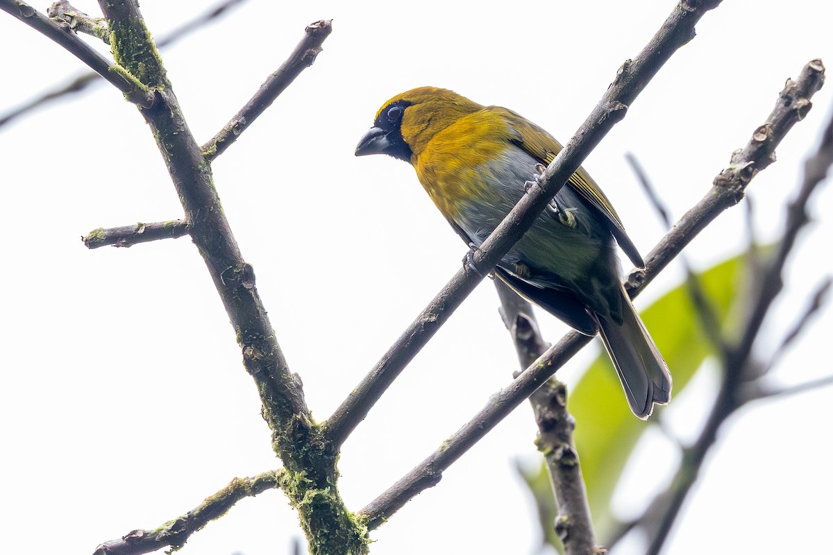 Black-faced Grosbeak - ML646031465