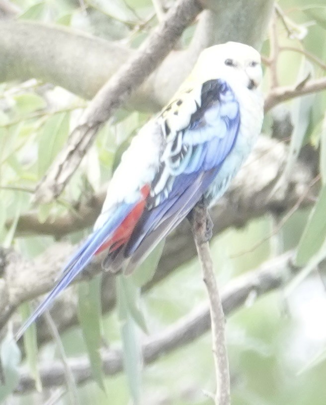 Pale-headed Rosella - ML646031466