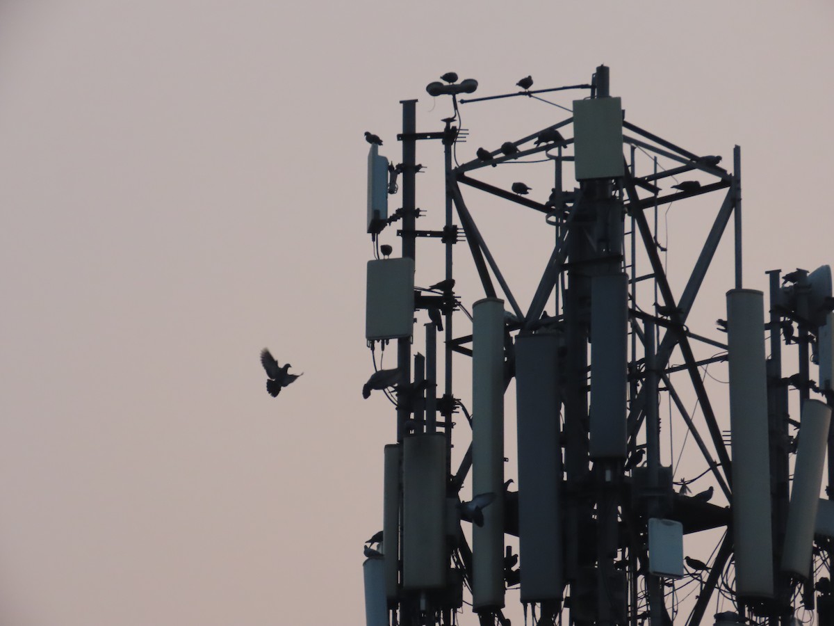 Rock Pigeon (Feral Pigeon) - ML646031467