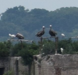 Brown Pelican - ML646031468