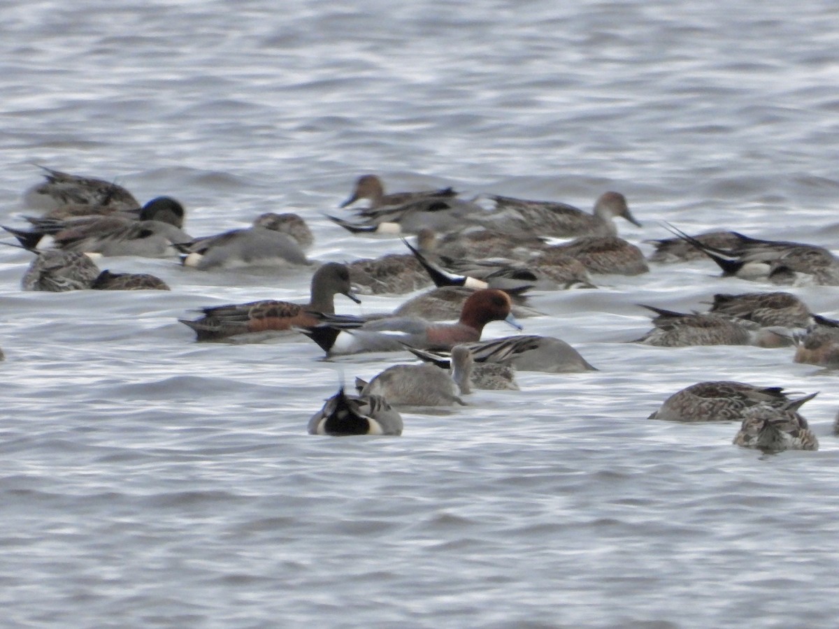 Eurasian Wigeon - ML646031469