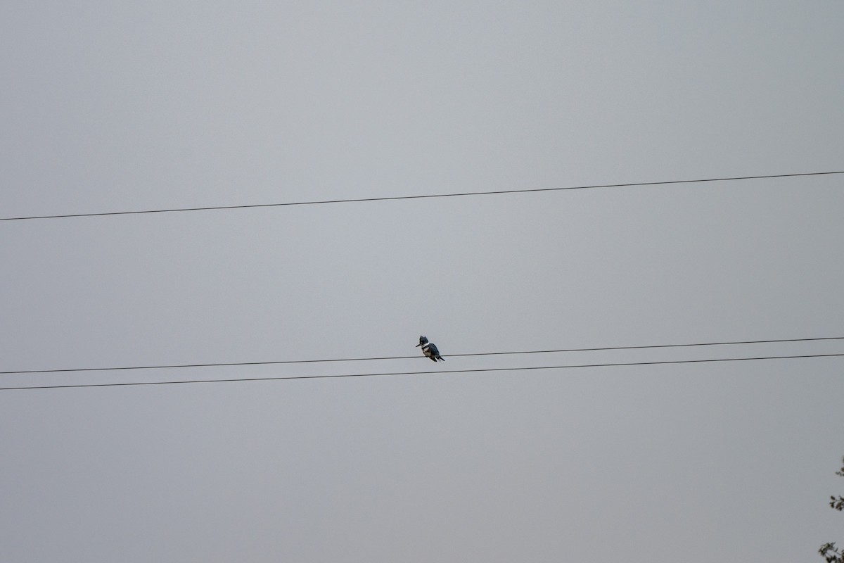 Belted Kingfisher - ML646031470