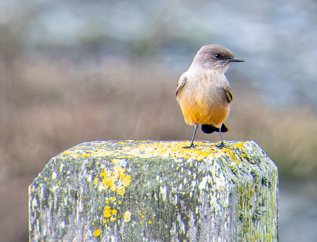 Say's Phoebe - ML646031471