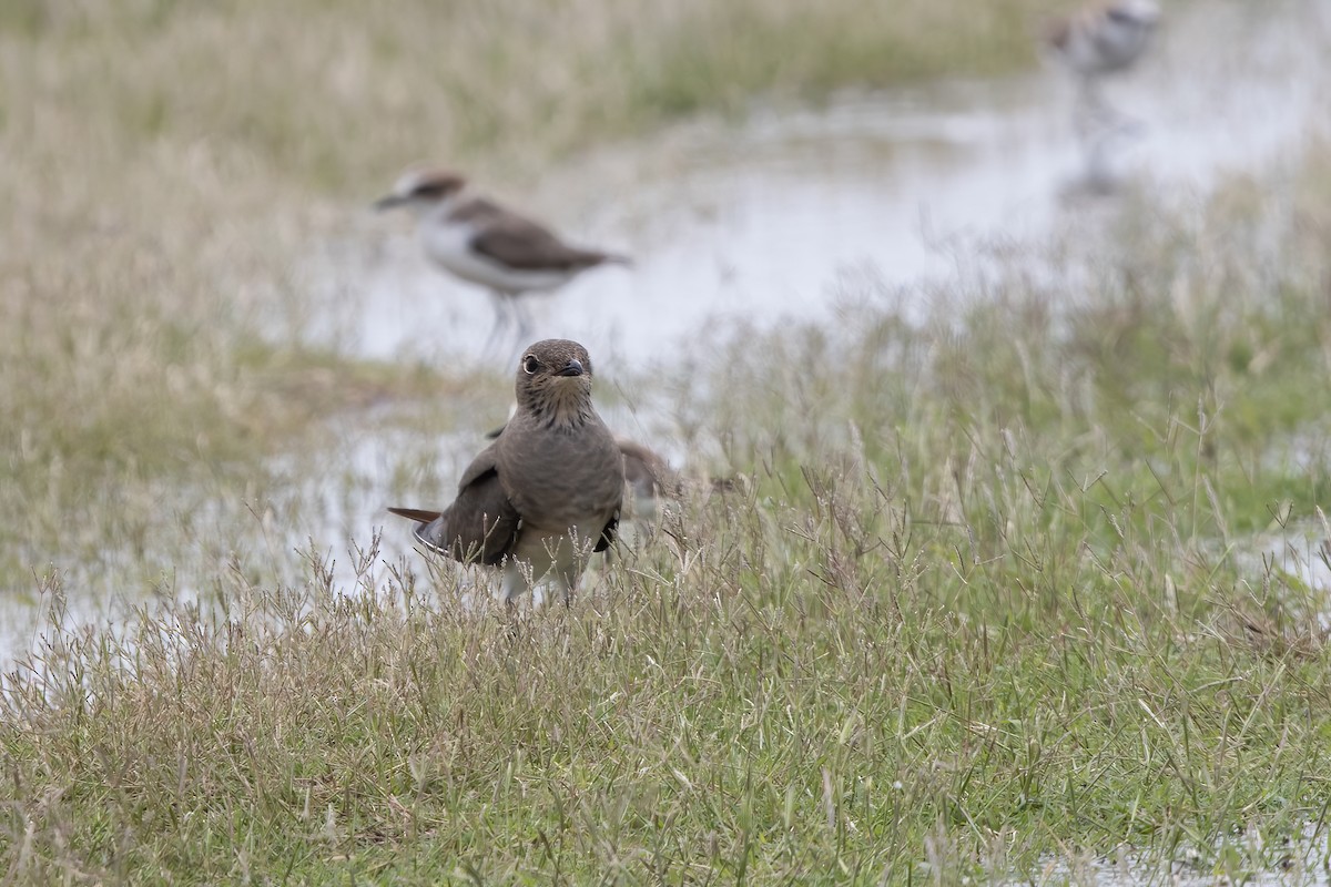 Oriental Pratincole - ML646031473