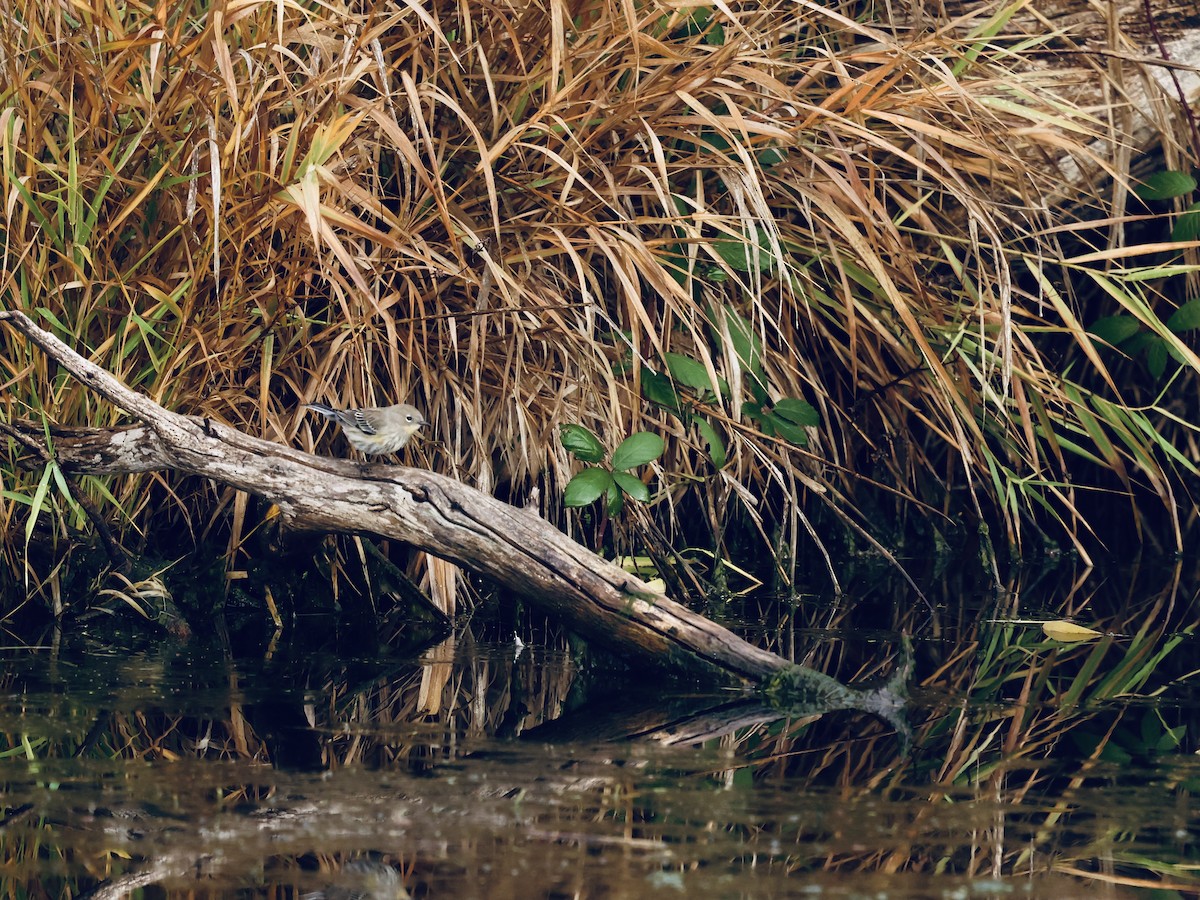 Пісняр-лісовик жовтогузий - ML646031475