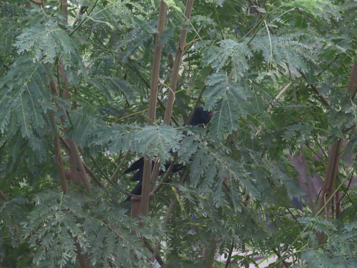 Asian Koel - ML646031476