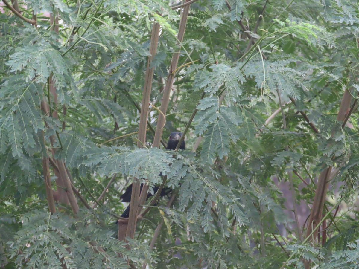 Asian Koel - ML646031477