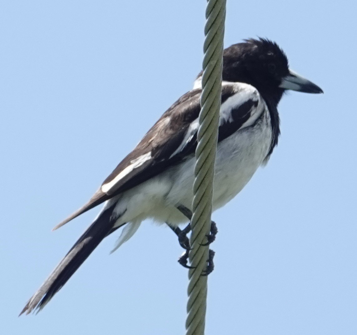 Pied Butcherbird - ML646031478