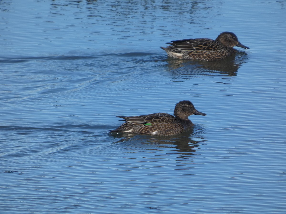 Green-winged Teal - ML646031479