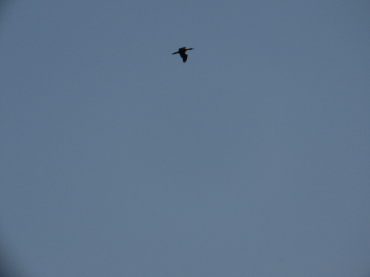 Little Cormorant - ML646031480