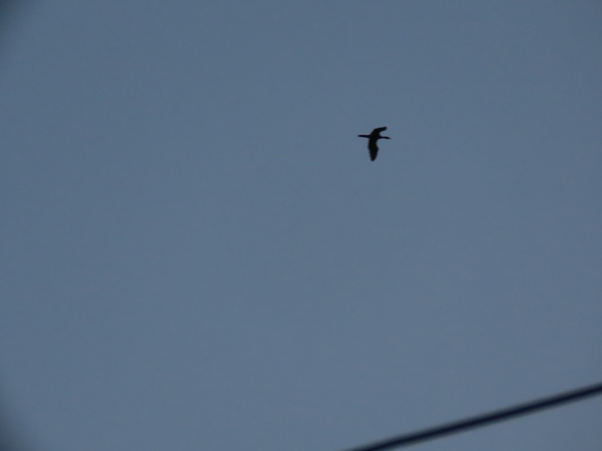 Little Cormorant - ML646031481