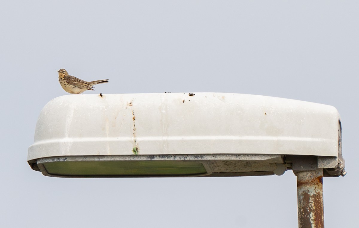 Meadow Pipit - ML646031482