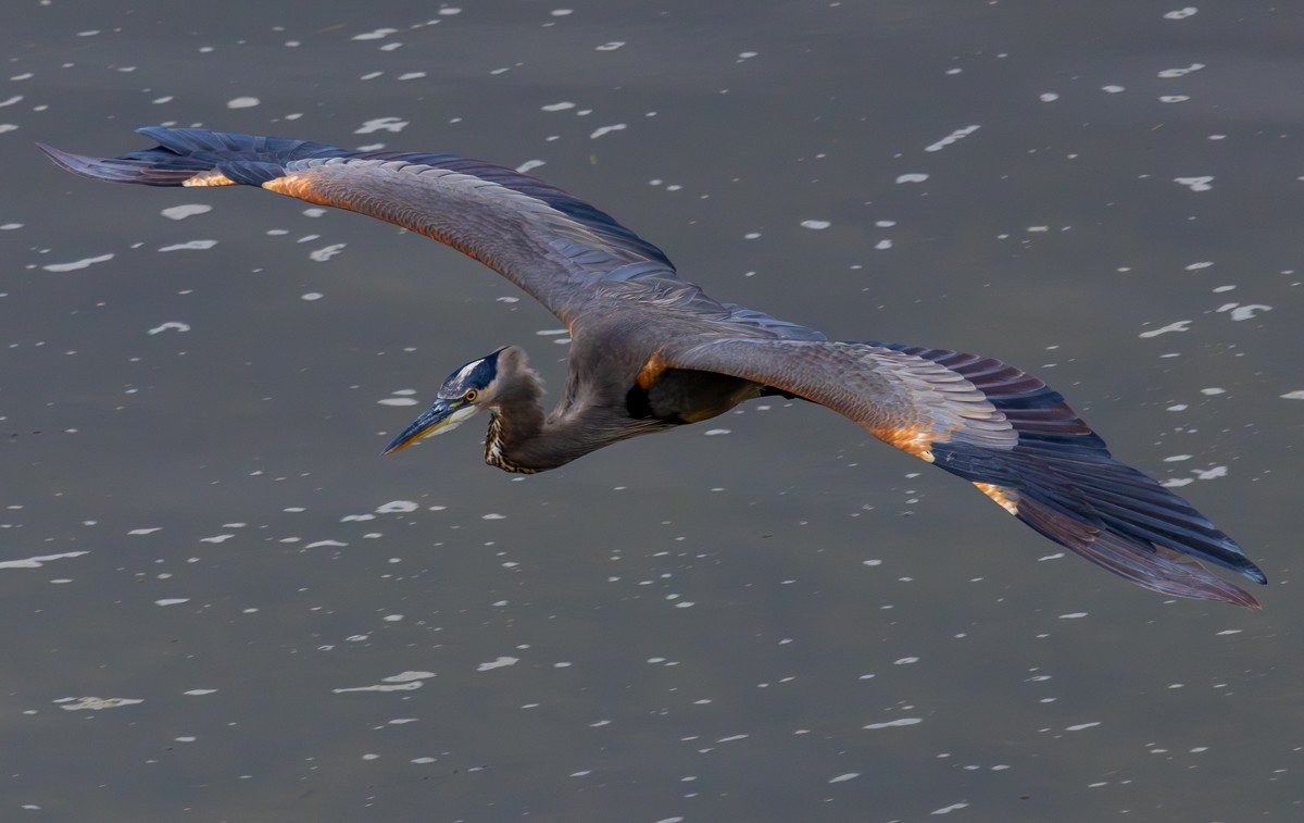 Great Blue Heron - ML646031483