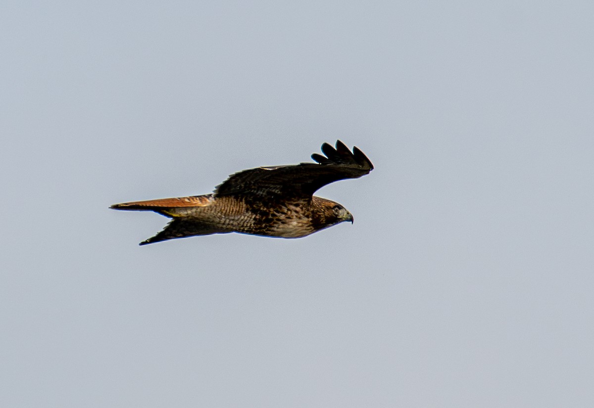 Red-tailed Hawk - ML646031484
