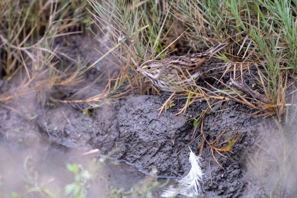 Savannah Sparrow - ML646031485