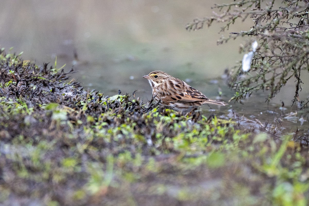 Savannah Sparrow - ML646031486