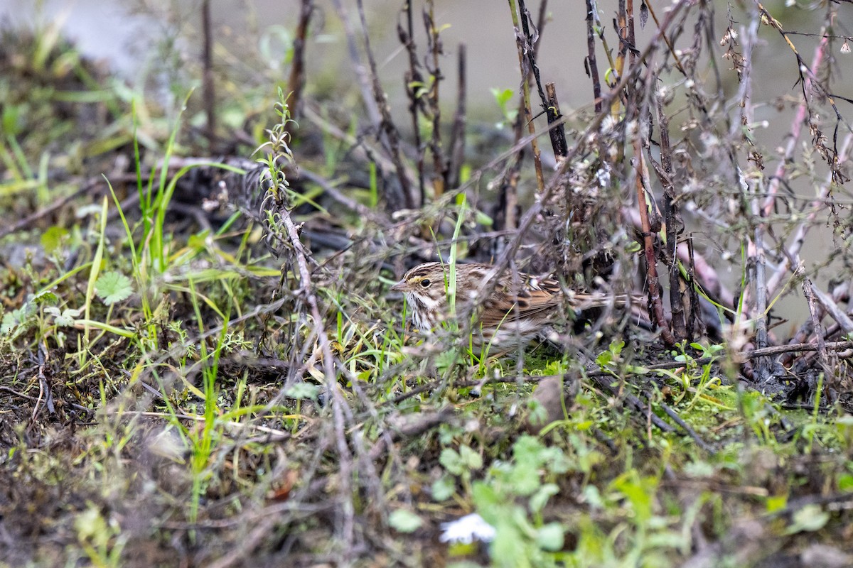 Savannah Sparrow - ML646031487