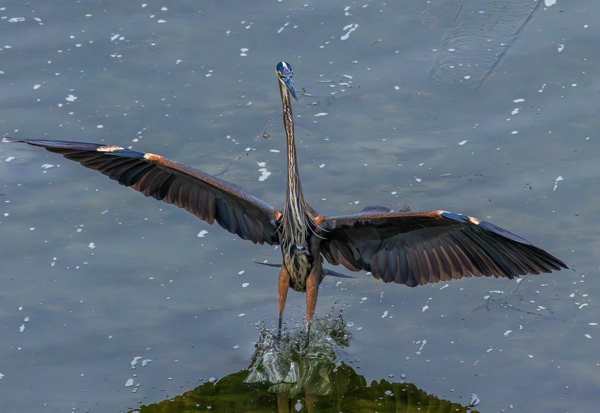 Great Blue Heron - ML646031488