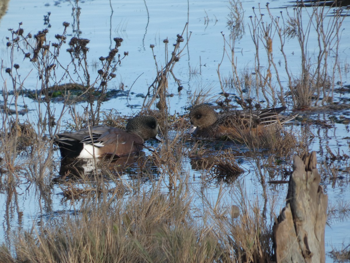 hvízdák americký - ML646031499