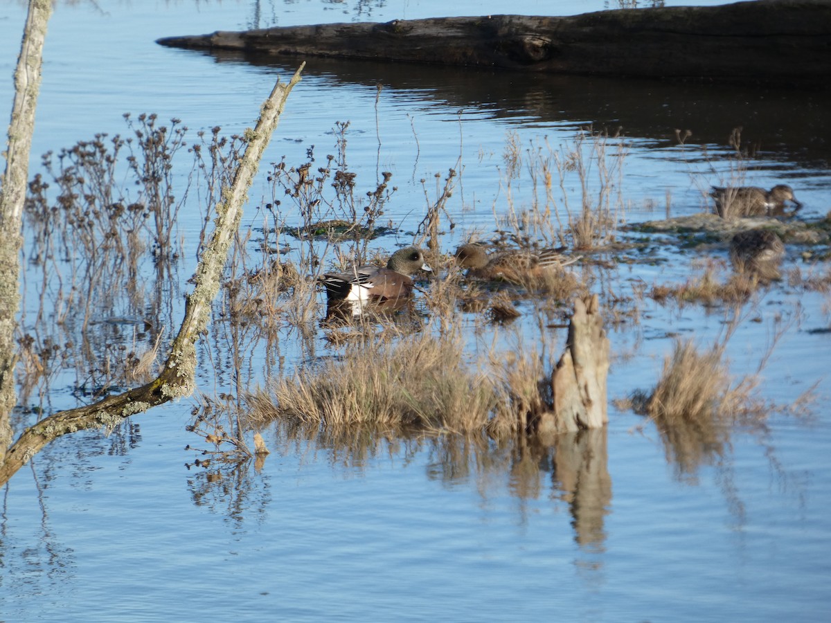 hvízdák americký - ML646031501