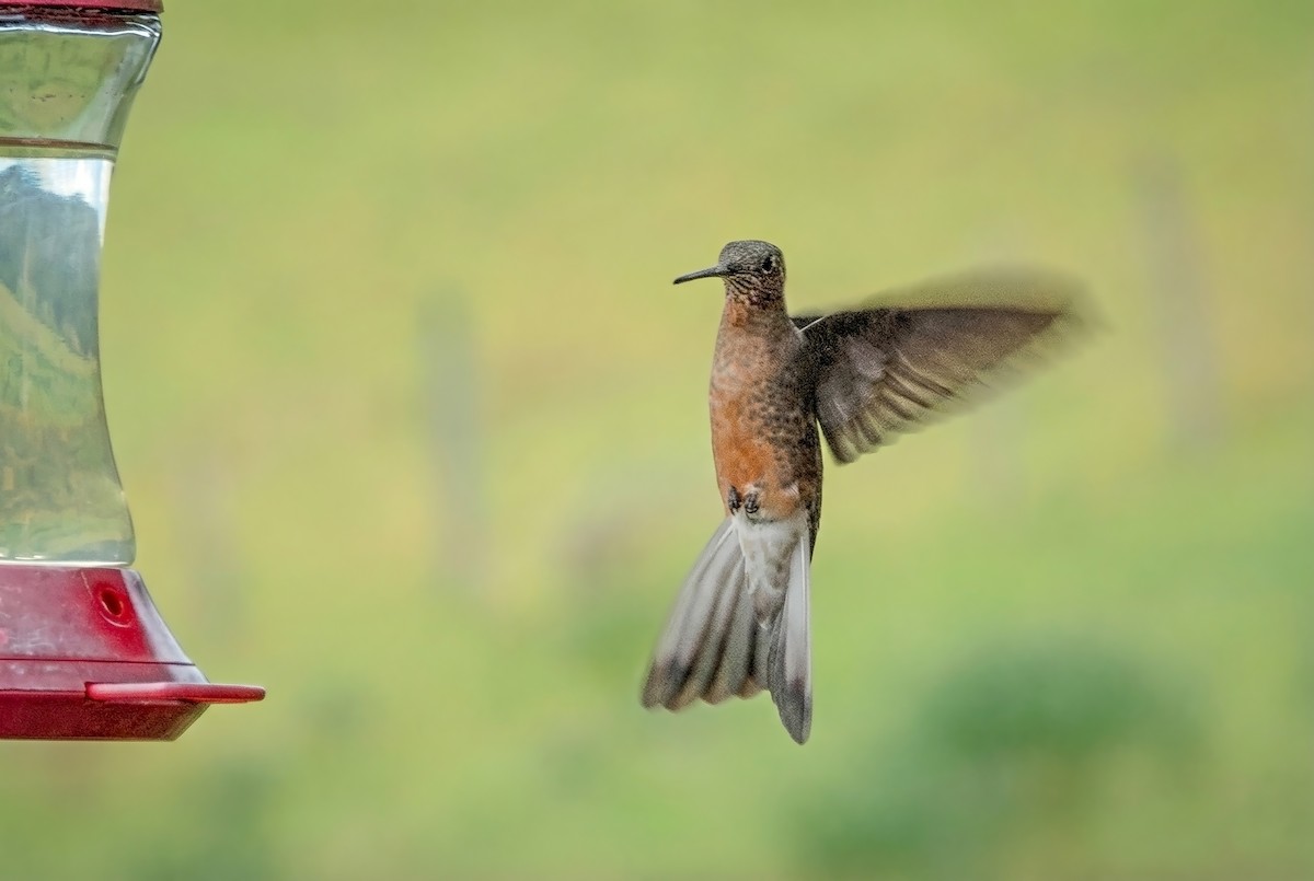 kjempekolibri - ML646031510