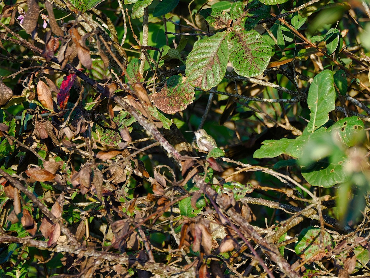 Ruby-throated Hummingbird - ML646031511