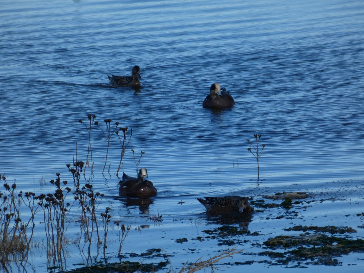 hvízdák americký - ML646031519