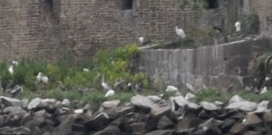 לבנית אמריקנית - ML646031525