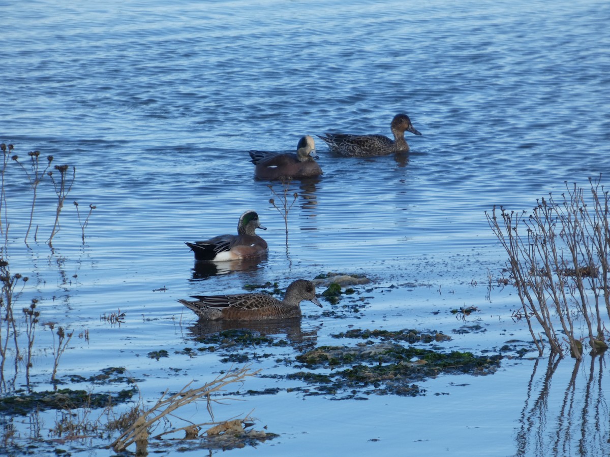 hvízdák americký - ML646031528