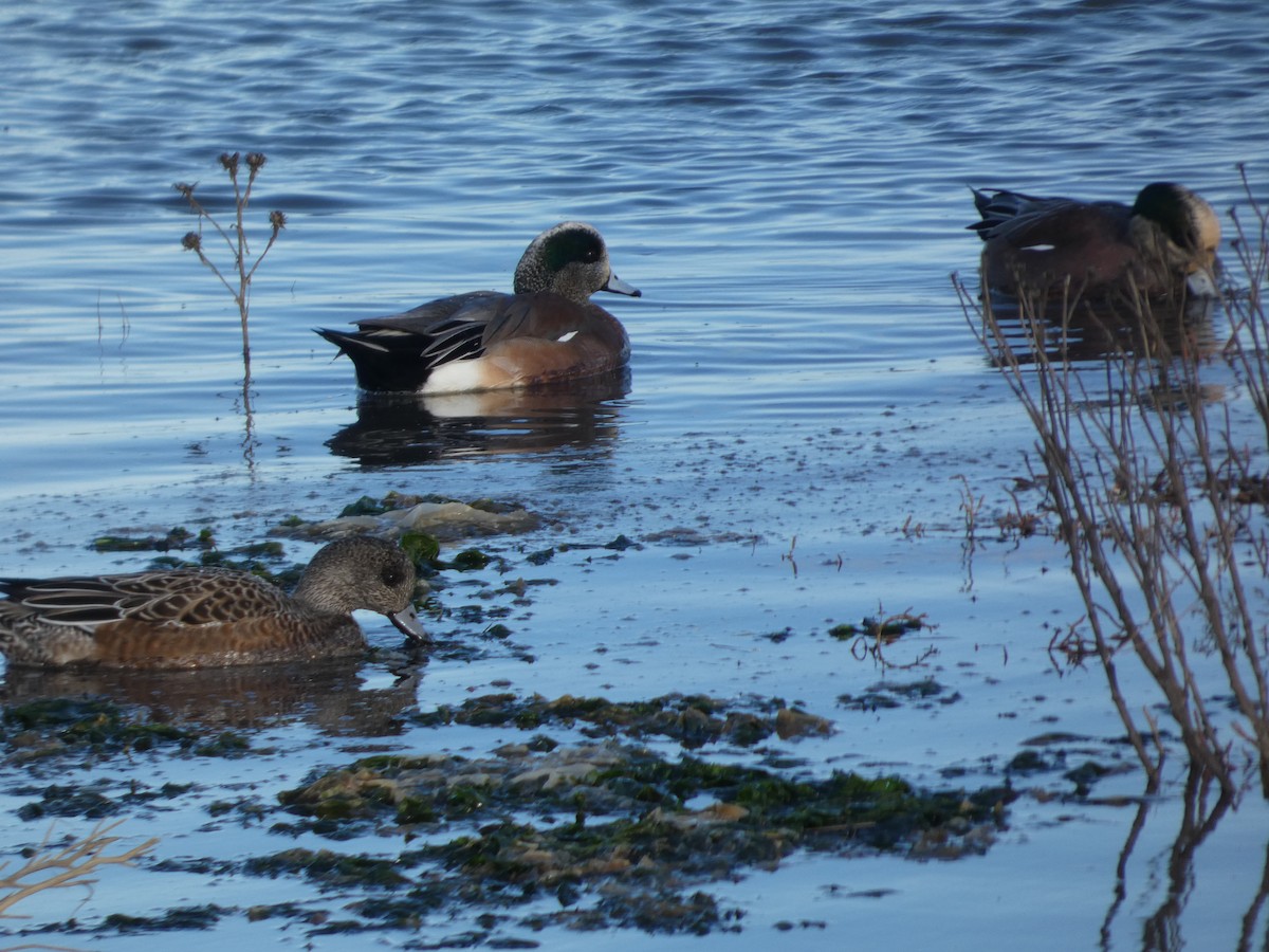 hvízdák americký - ML646031534