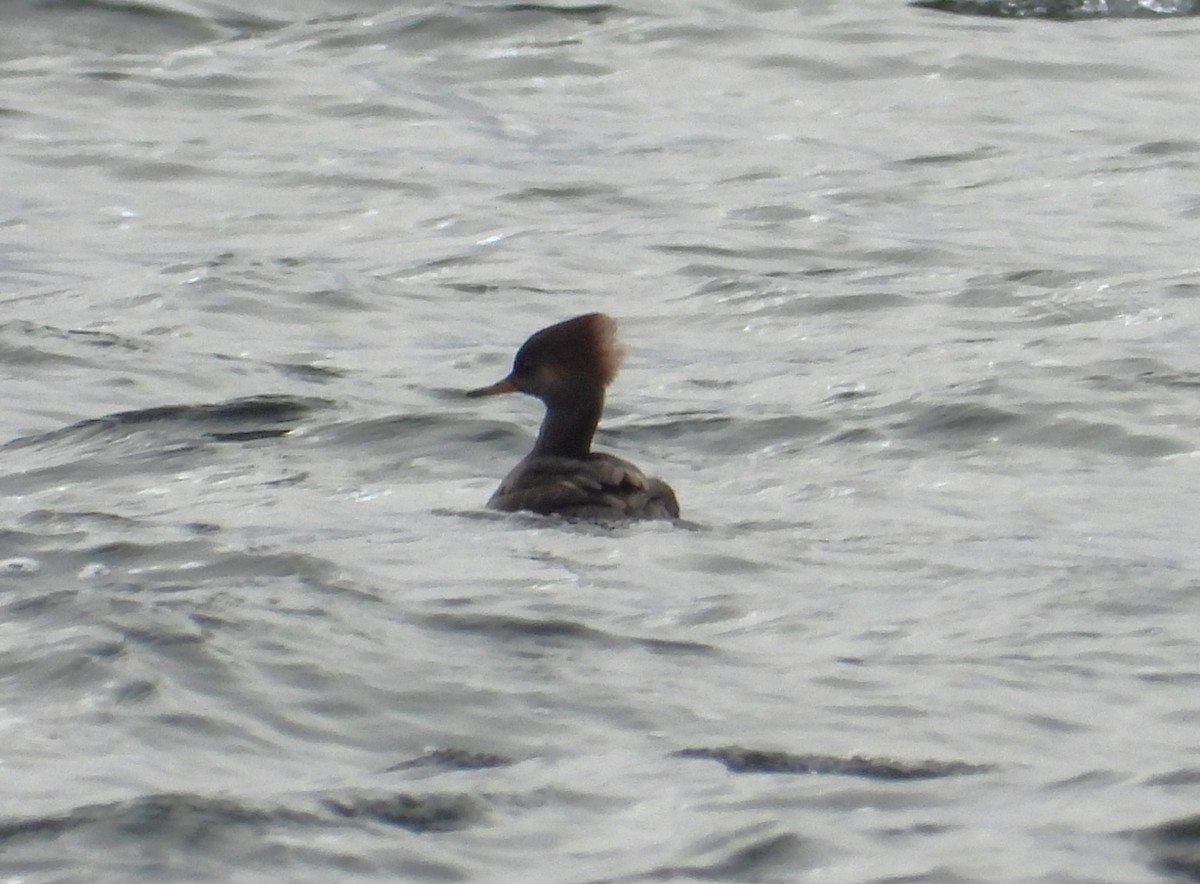 Hooded Merganser - ML646031535