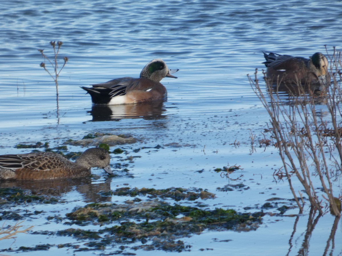 hvízdák americký - ML646031536