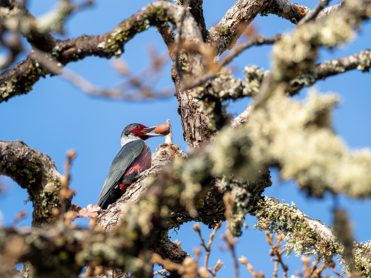 Blutgesichtspecht - ML646031537