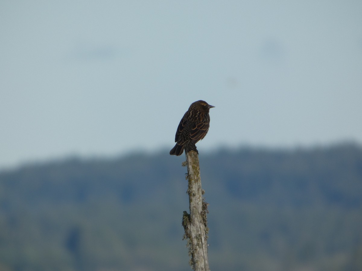 Red-winged Blackbird - ML646031539