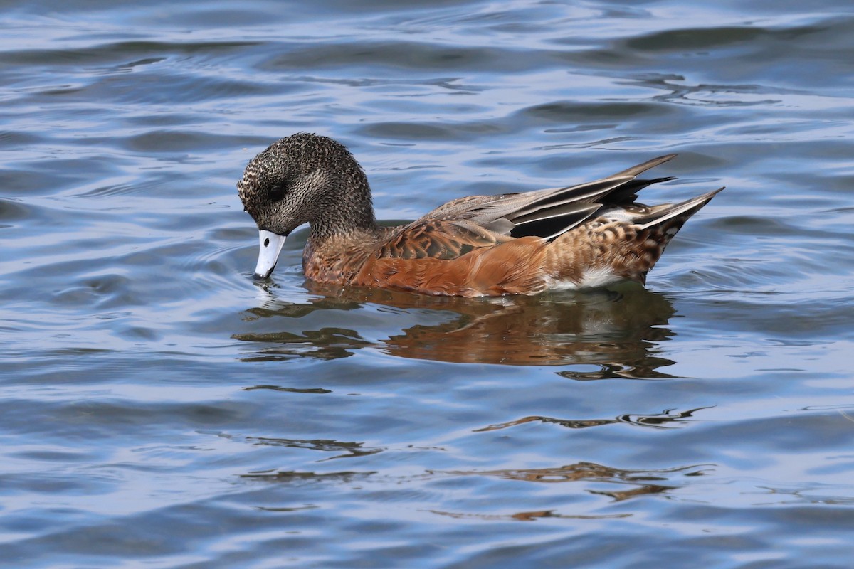 hvízdák americký - ML646031540